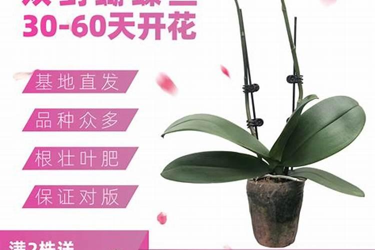 蝴蝶兰长花剑时要施肥吗？