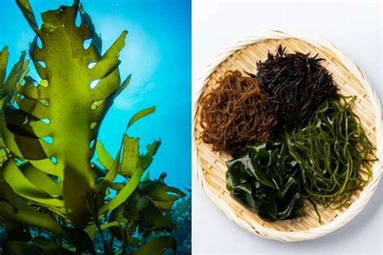 海藻肥的施用方法 注意事项有哪些