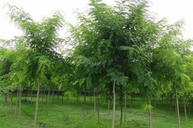 槐树掉叶子怎么办