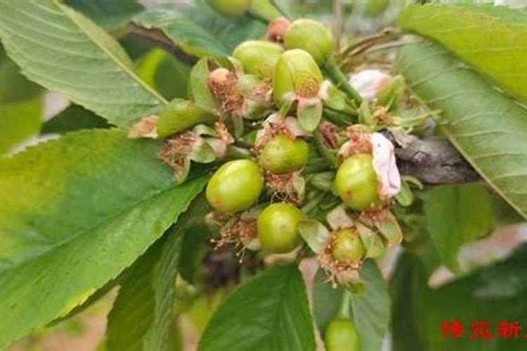 芸苔素内酯在樱桃树上具体分那几个阶段使用能提高坐果率