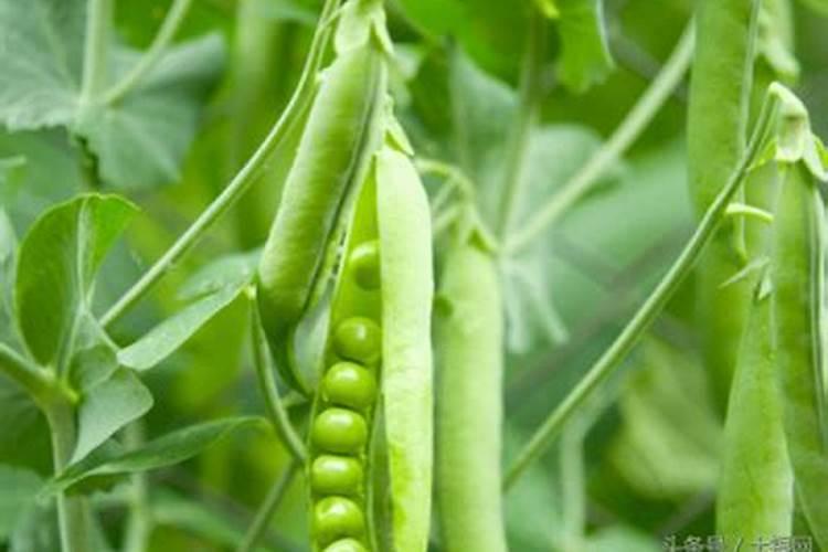 荷兰豆家居栽种注意事项