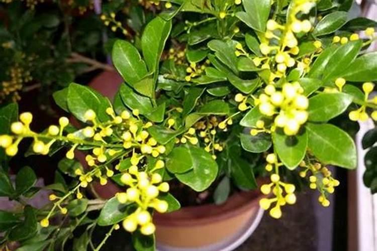 米兰如何养护开花快