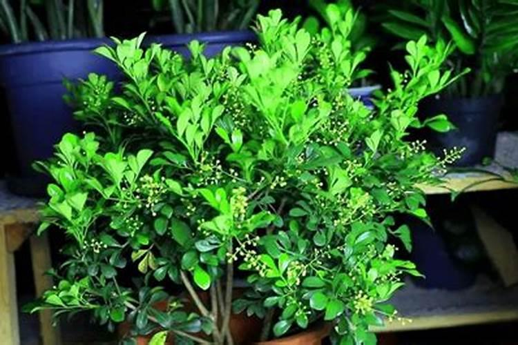 米兰如何养护开花快
