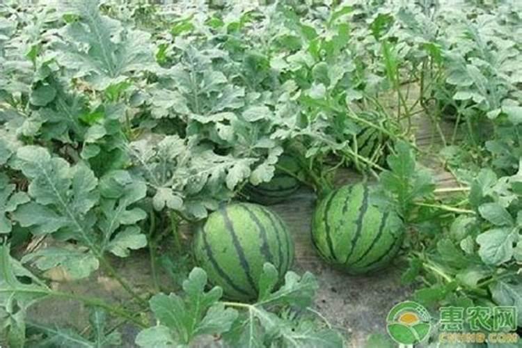 西瓜膨大期可以冲施3个15芭田布衣皇后吗