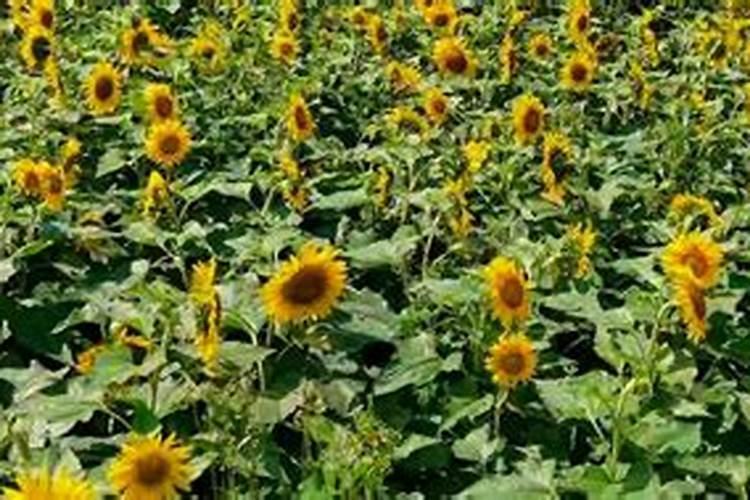 葵花在开花时掉头是什么原因？