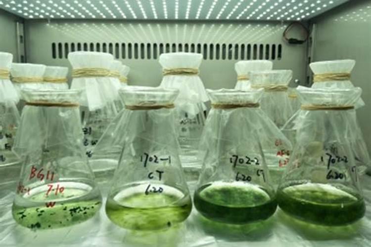 微型藻类是原核还是真核生物 有啥特点