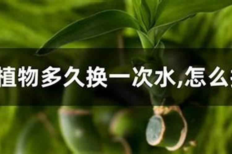 6种常见绿植养护技巧