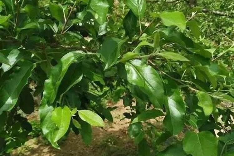 果树膨大期施肥应该注意什么？