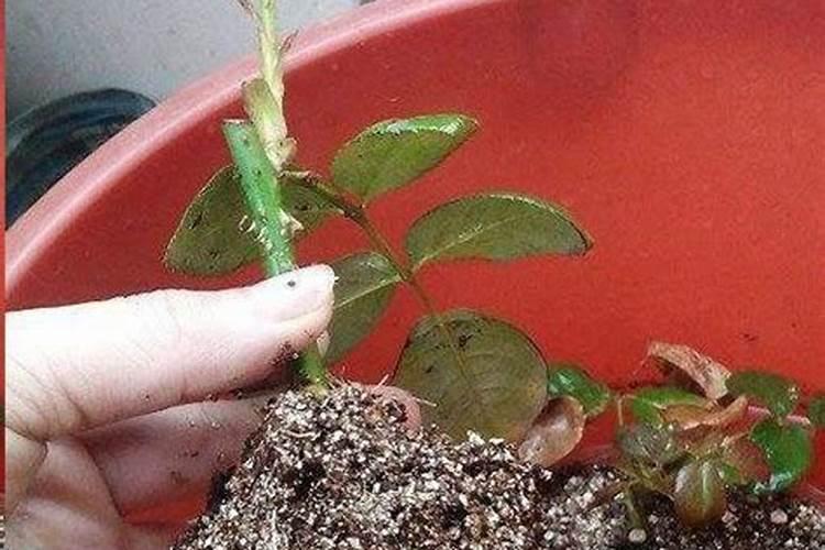 月季花的扦插后是用素土还是用营养上