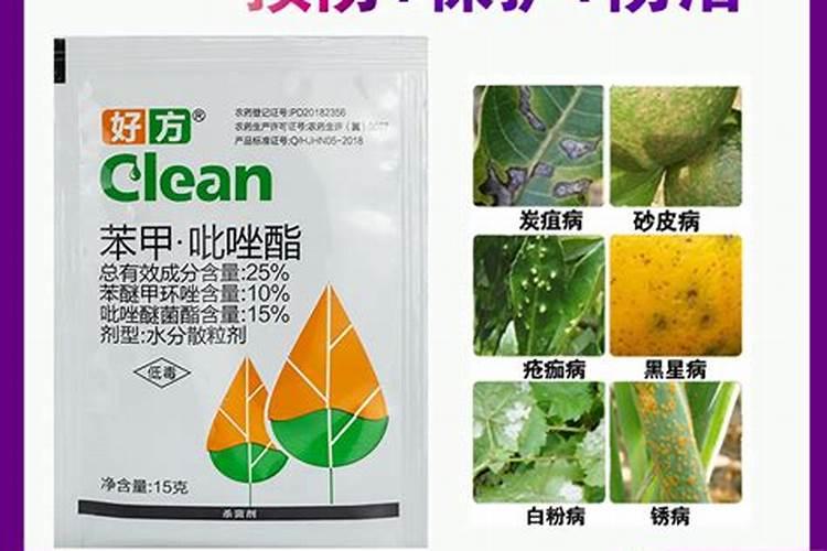大棚种植李子树,该怎么管理？