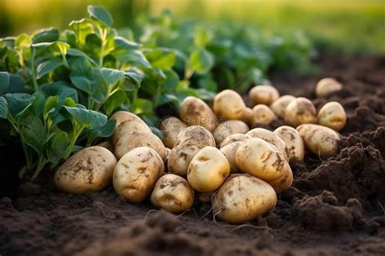 土豆后花期可以用钾肥吗