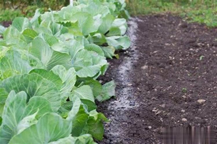 种植大白菜用什么肥料好