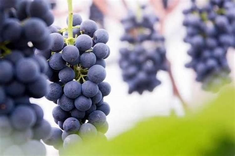 葡萄什么时候施肥最好 葡萄的施肥时间