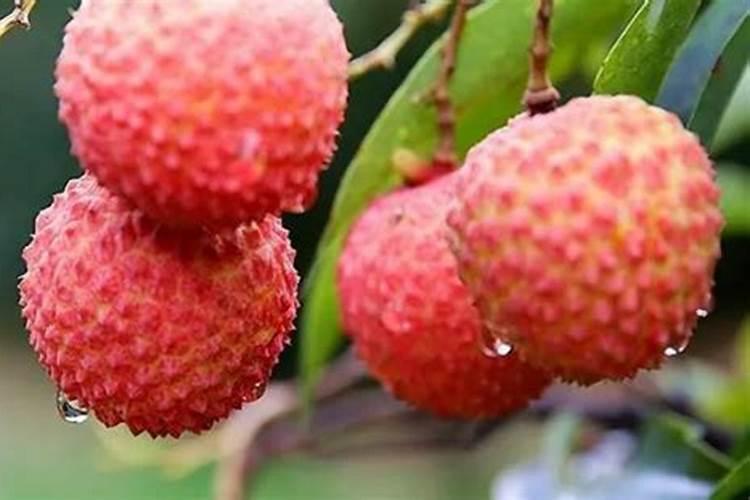 荔枝施肥时期以及方法？