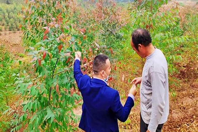 桉树第一年施肥方法
