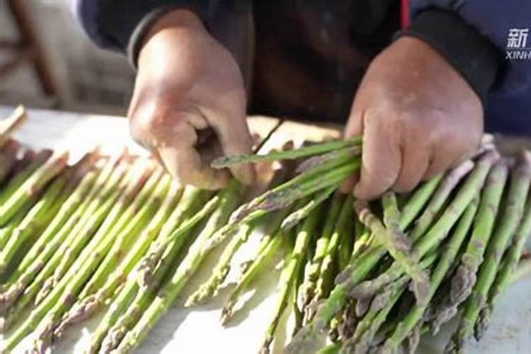 芦笋适合哪些地区种植