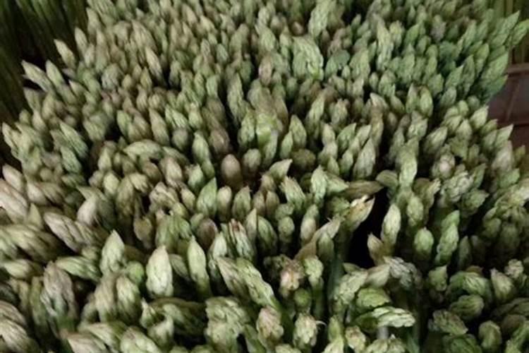 盆栽芦笋的种植方法