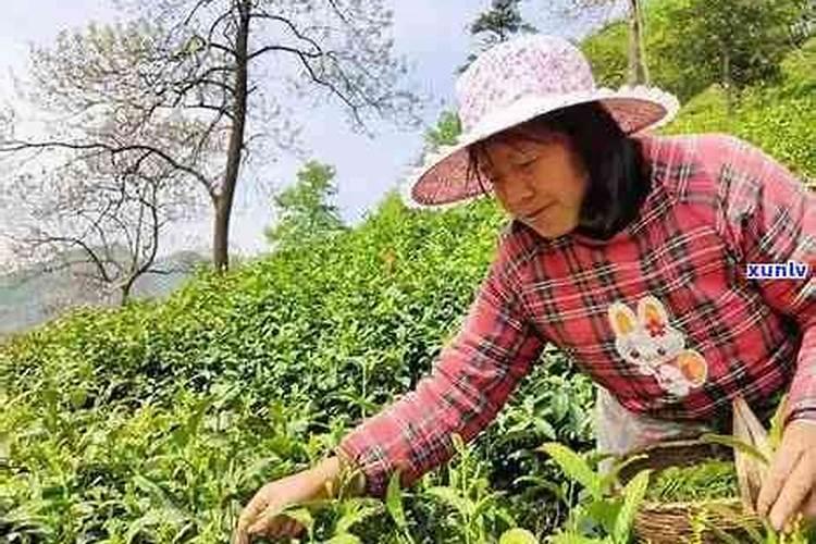 那些蔬菜可以用叶面肥