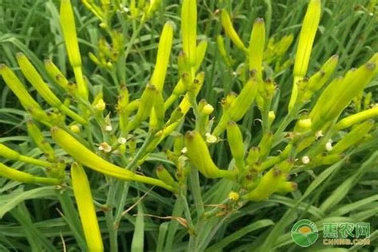 白菜,萝卜菜幼苗能施叶面肥吗？