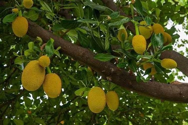 波萝密果核怎么种植 波萝密果核怎么样种植