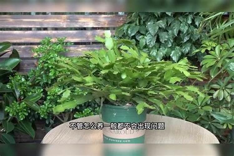 芸苔素内酯喷在土壤能解除药害吗？