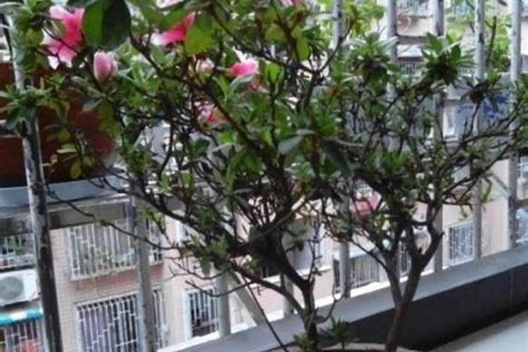 怎样给海棠施氮肥 得注意什么