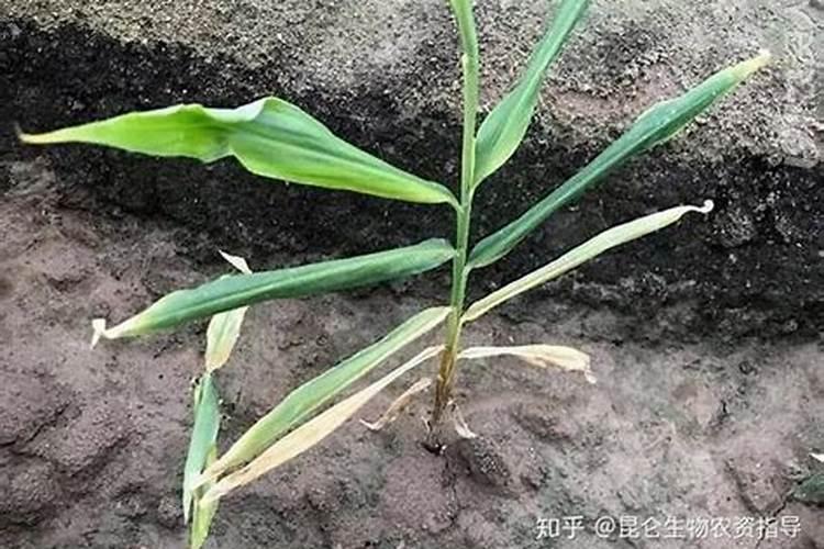 用多菌灵多久能用生根粉 多菌灵和生根粉可以同时用泡根多久