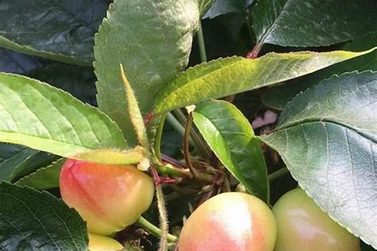 樱桃坐果的时候用什么肥料好