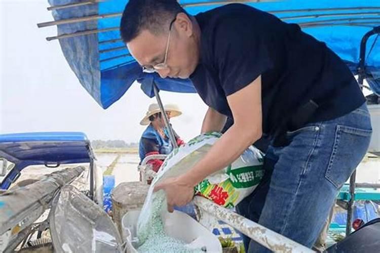种植人参果苗用什么肥料好？