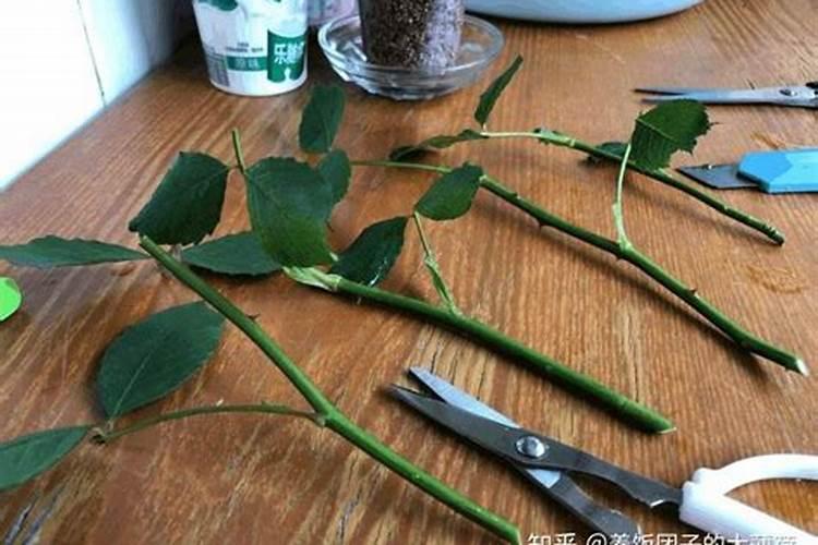 水培植物用什么肥料最有效果