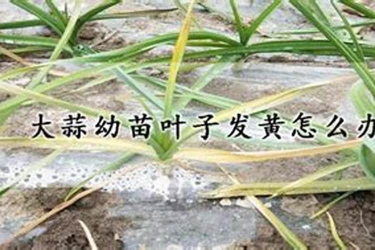 架豆角幼苗发黄不长是怎么回事