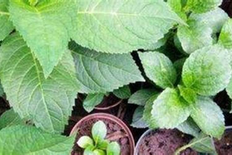 盆栽花怎样用钾肥(钾肥浇花)