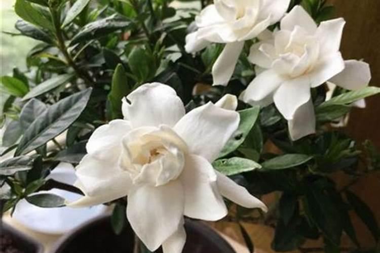 栀子花怎么判断缺肥还是肥大(栀子花不开花缺什么肥料)