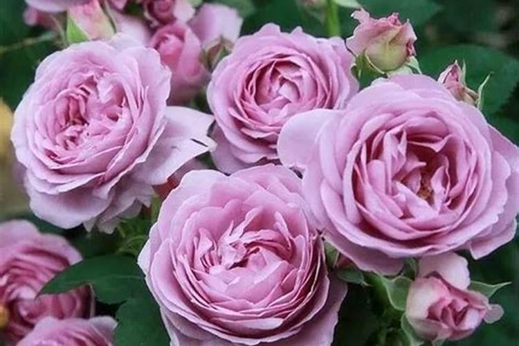 月季花施肥方法怎样给月季花施肥