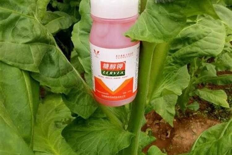 促进开花施什么肥料(果树促花用什么叶面肥好)