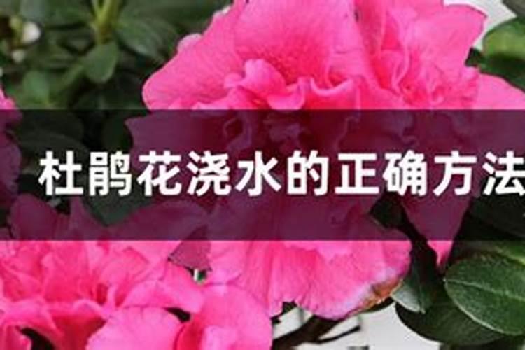杜鹃花冬天怎么浇水