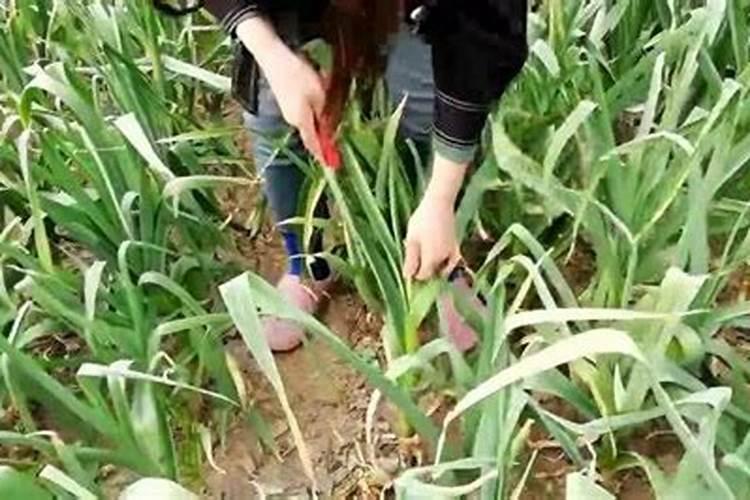 大蒜抽过蒜苔后还用施肥吗