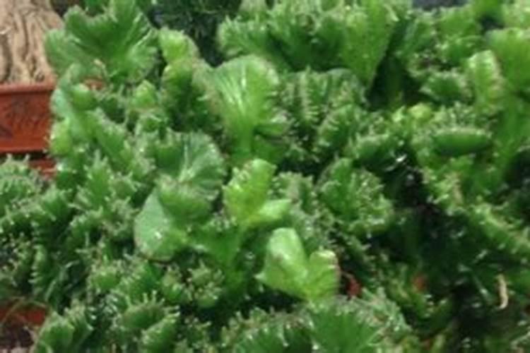 橙树施肥种植方法