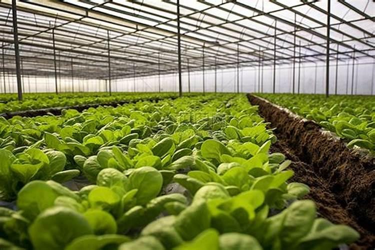 大棚种植辣椒,如何施肥,才能提高产量和质量？