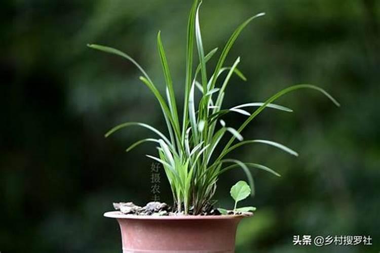 兰花上盆用什么药消毒