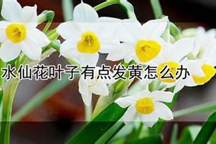 为什么水仙花叶子会发黄