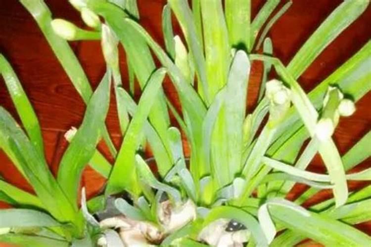 水仙花的叶子为什么变黄？