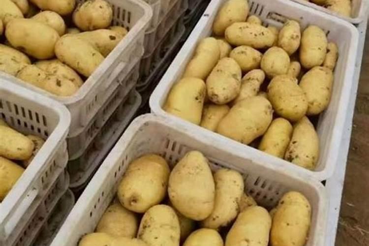 土豆浇什么肥料合适