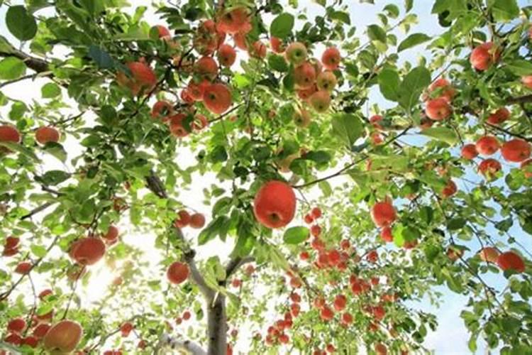 苹果保花保果用什么肥料好？苹果膨大的好方法,苹果膨果叶面肥用...