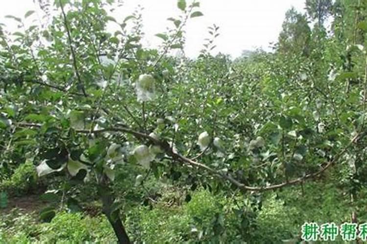 新栽果树叶片喷施什么肥促进成活率？