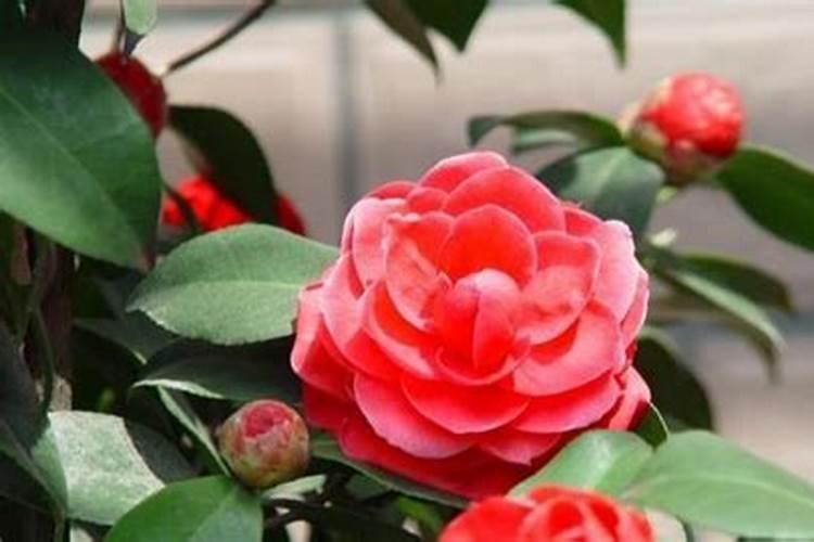 种植茶花怎么施肥(怎么给茶花施肥,茶花的施肥方法)