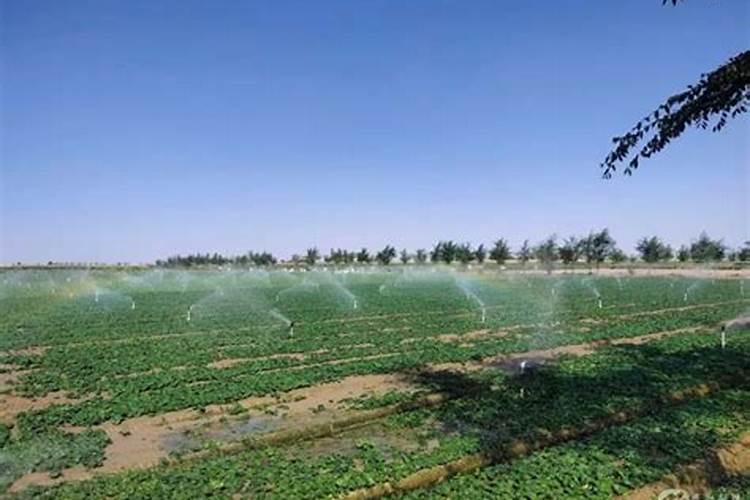水溶肥使用时注意事项、方法与用量？