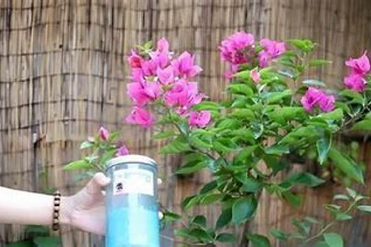 家庭盆栽花卉I种植和养护