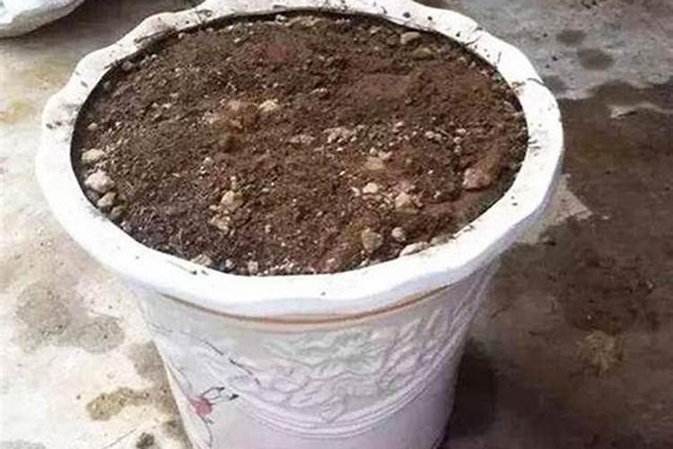 鸡蛋敲个洞,埋土里3年不用施肥,花叶子绿的滴油!