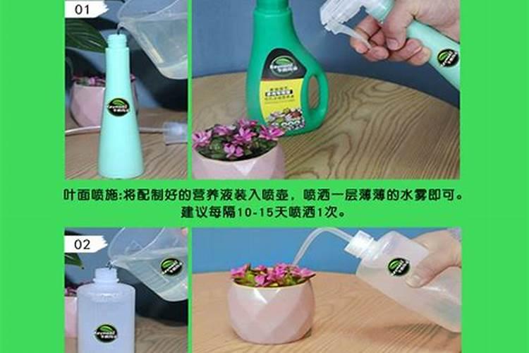 养多肉可以使用哪些自制肥？